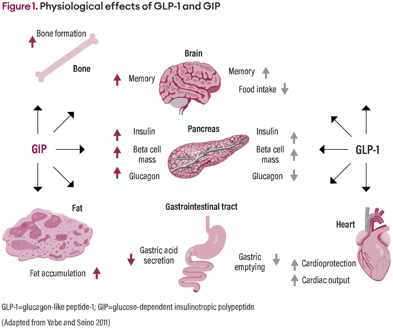 mounjaro tirzepatide mechanism of action Use of tirzepatide (Mounjaro) in type 2 diabetes management: an overview
